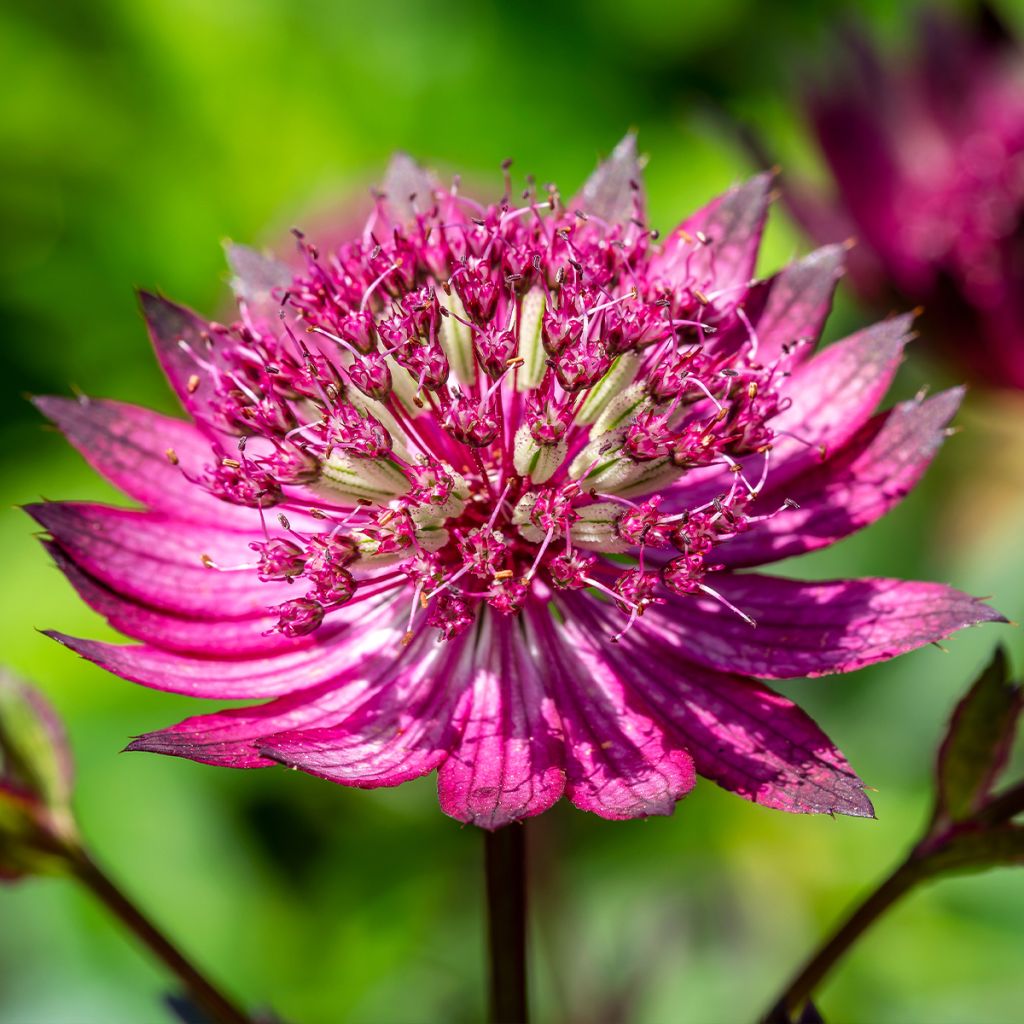 Astrantia major Star of Love