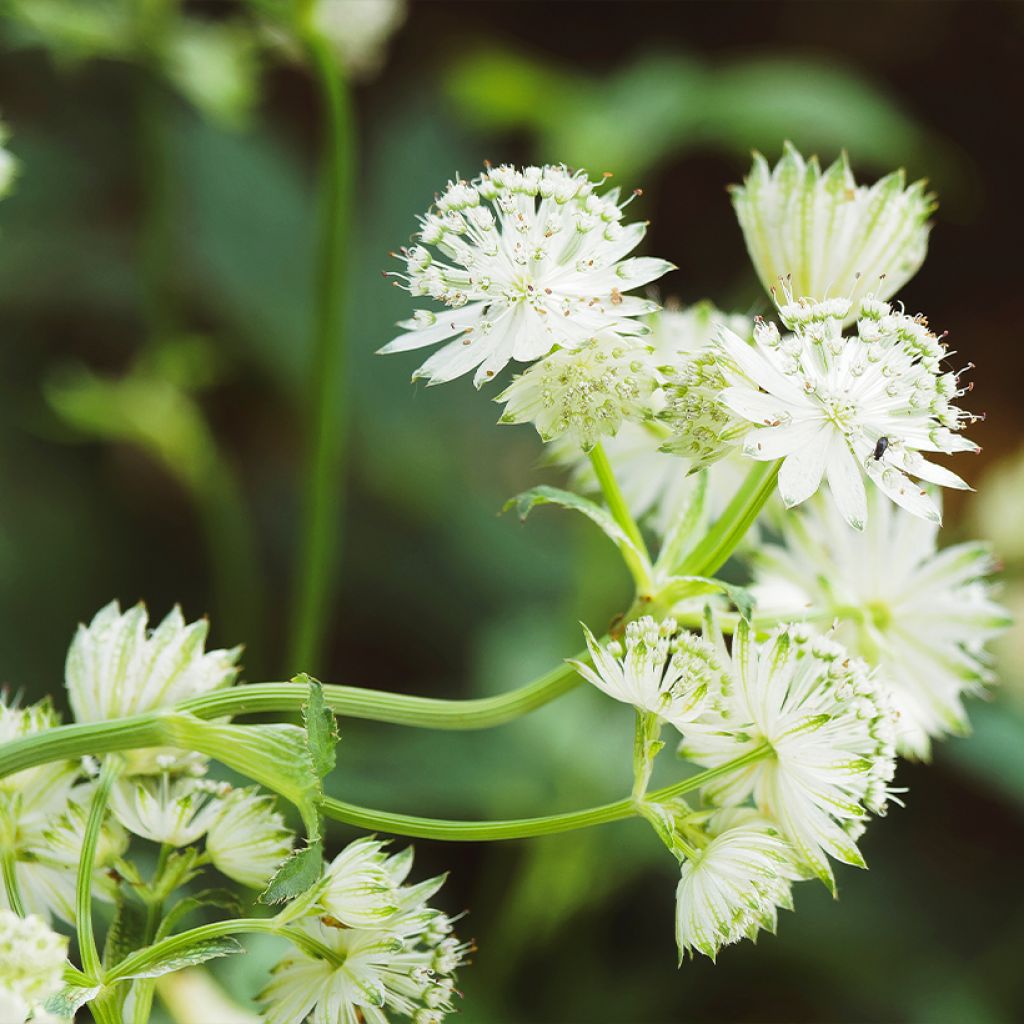 Astrantia major Alba