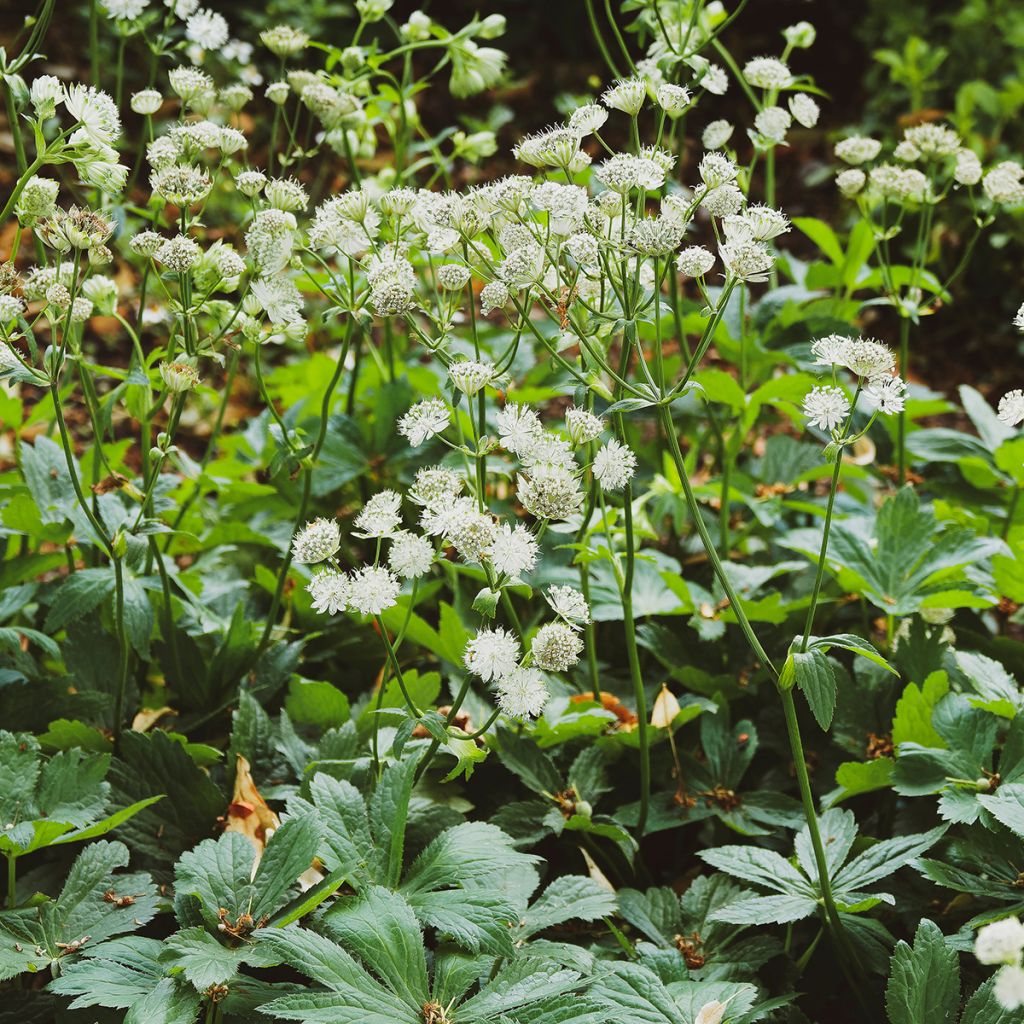 Astrantia major Alba