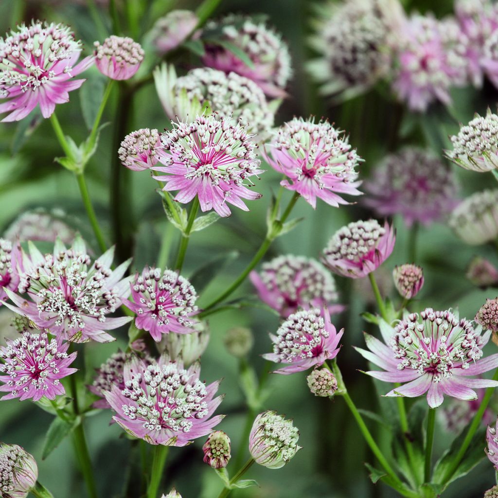 Astrantia major Buckland