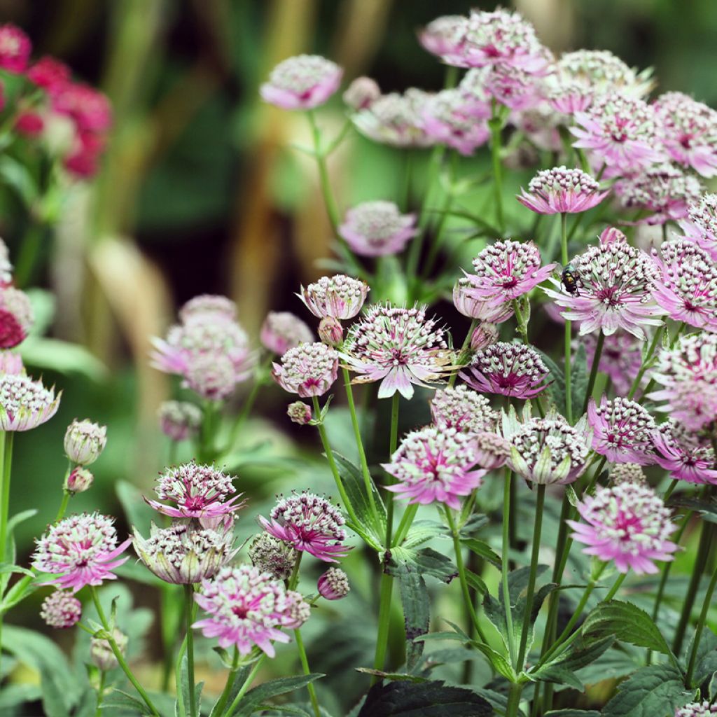 Astrantia major Buckland