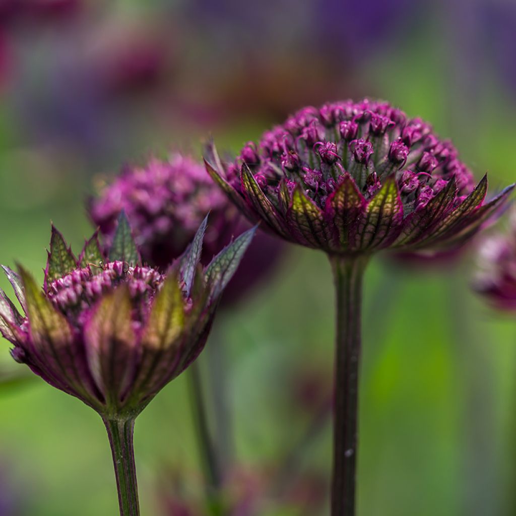 Astrantia major Hadspen Blood