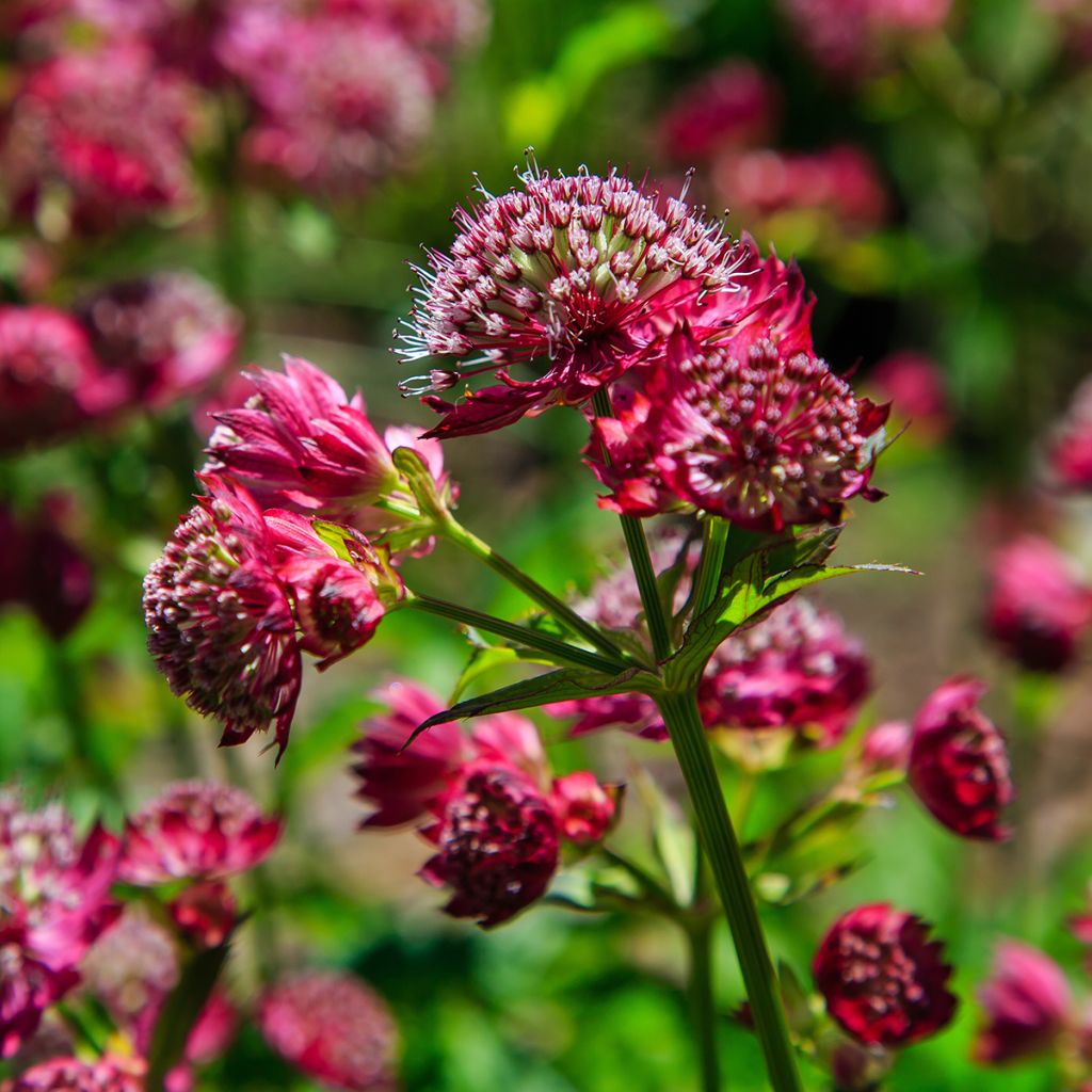 Astrantia major Lars