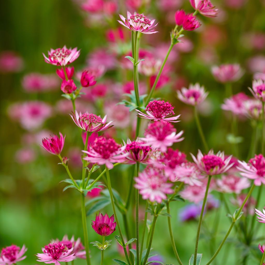 Astrantia major Lars