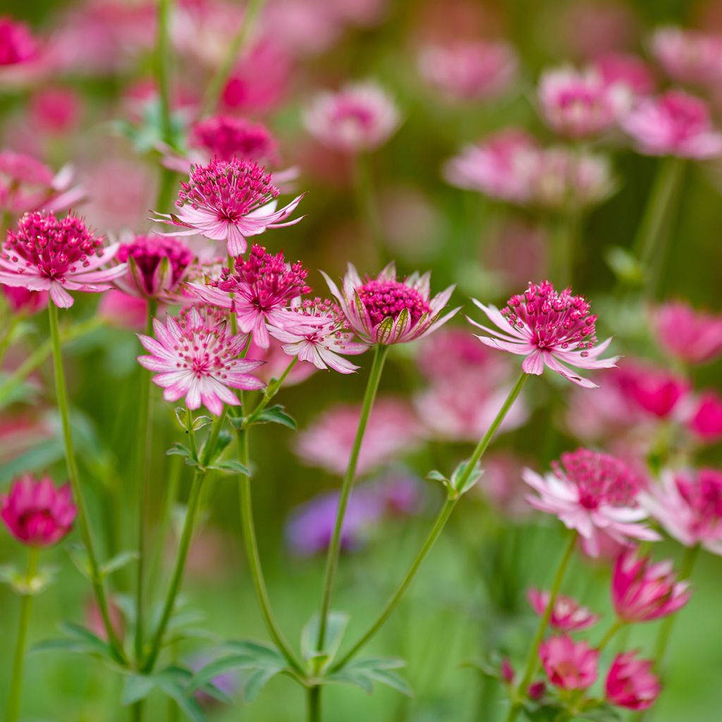 Astrantia major Lars