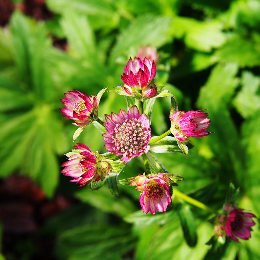 Astrantia major Lars