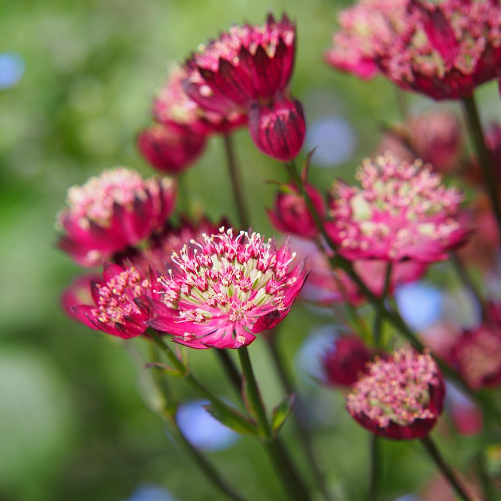 Astrantia major Moulin Rouge