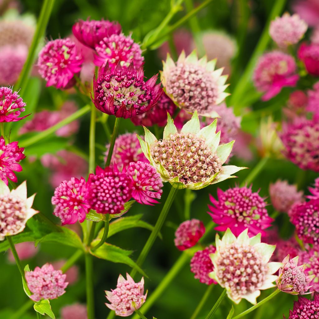 Astrantia major Moulin Rouge