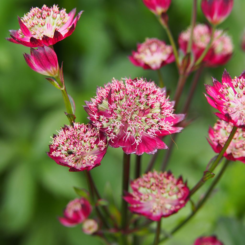 Astrantia major Moulin Rouge