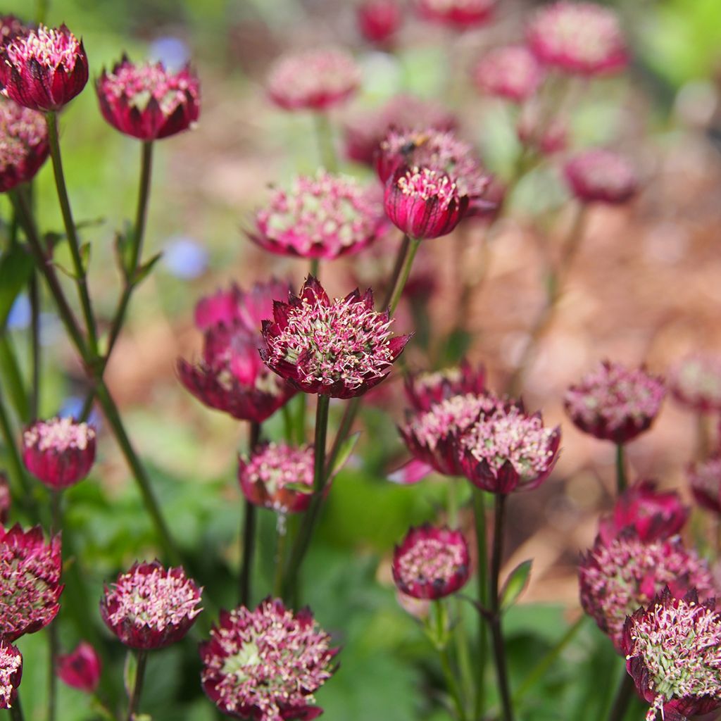 Astrantia major Moulin Rouge