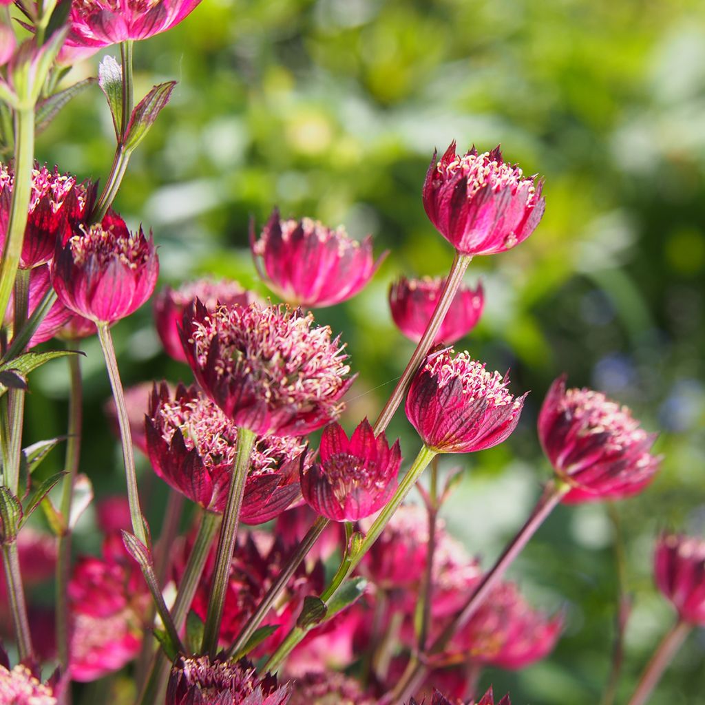 Astrantia major Moulin Rouge