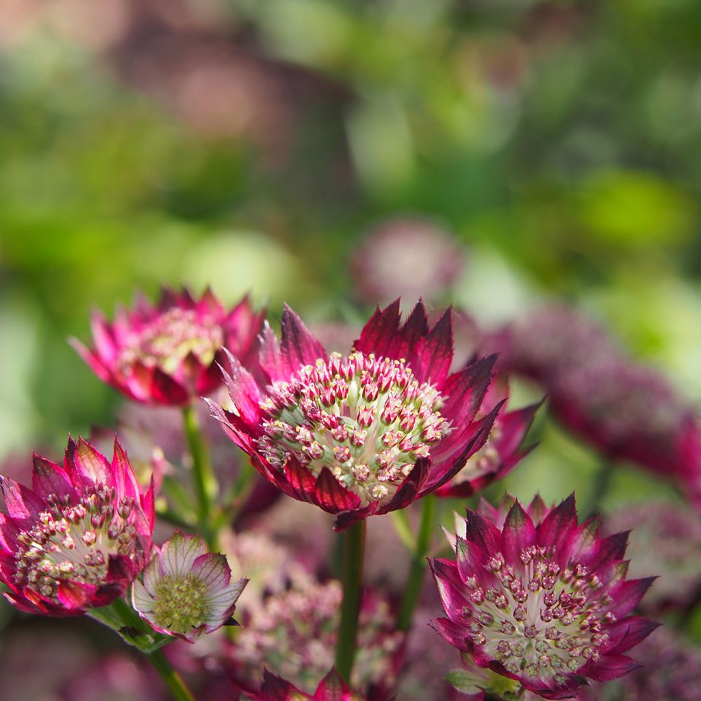 Astrantia major Moulin Rouge