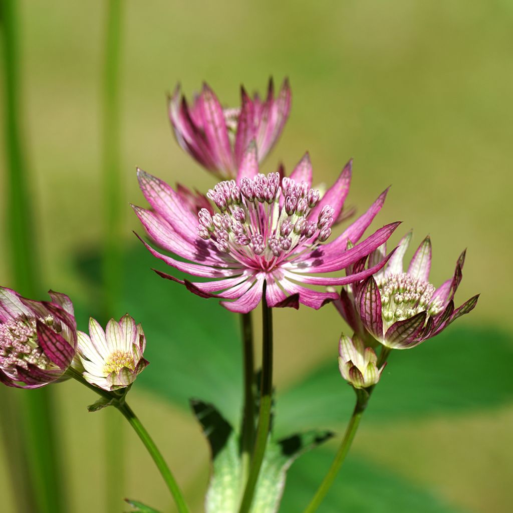 Astrantia major Primadonna