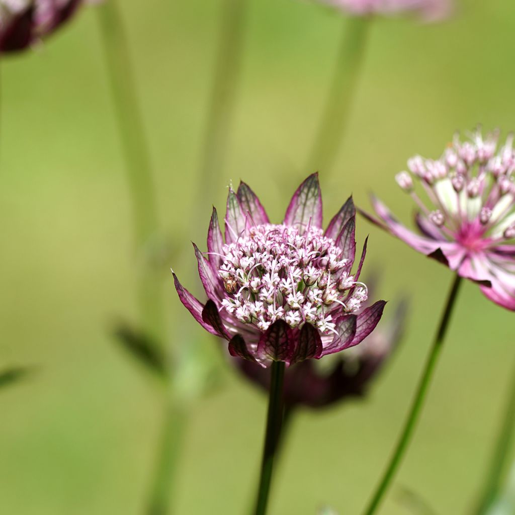 Astrantia major Primadonna