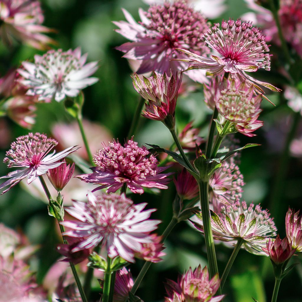 Astrantia major Roma