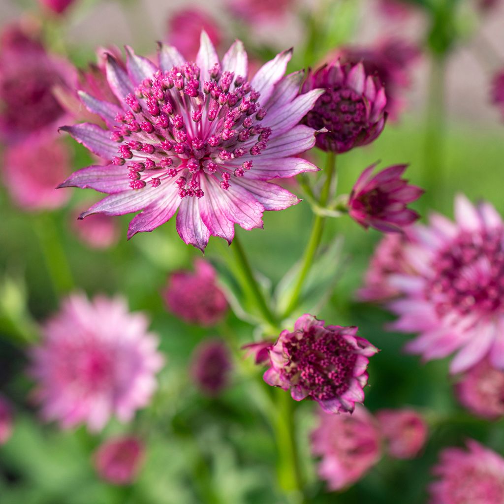 Astrantia major Roma