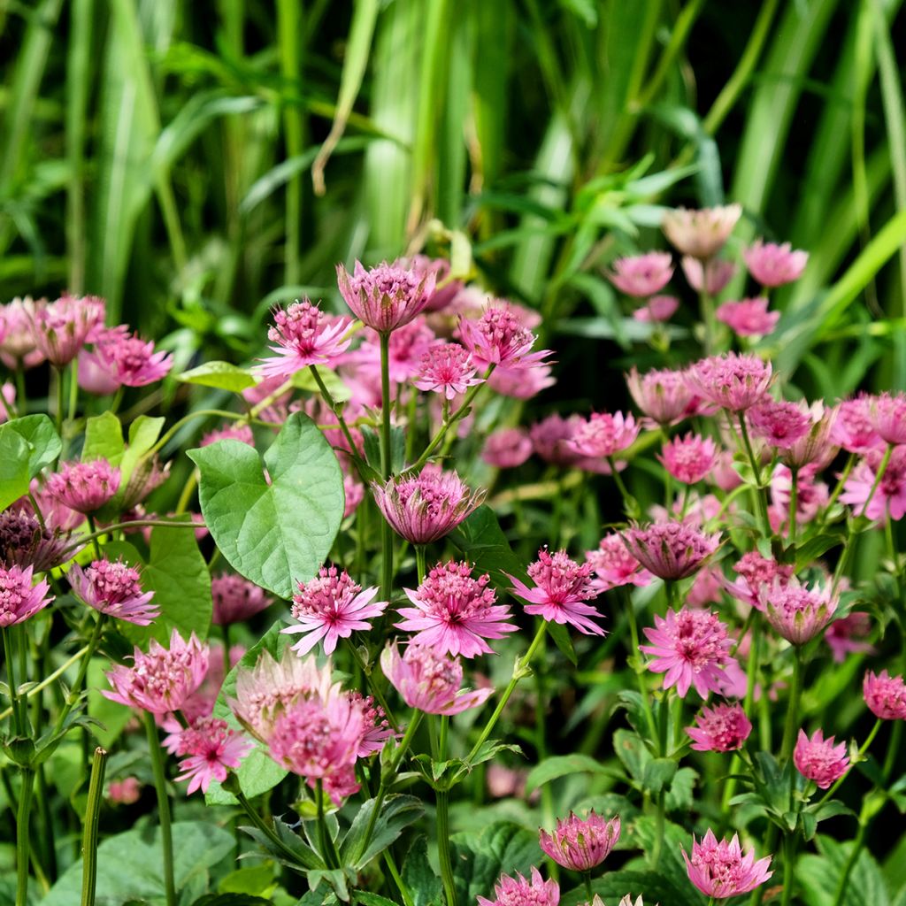 Astrantia major Roma