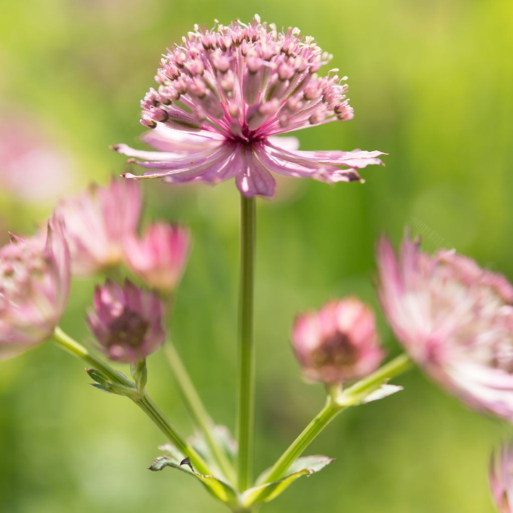 Astrantia major Roma