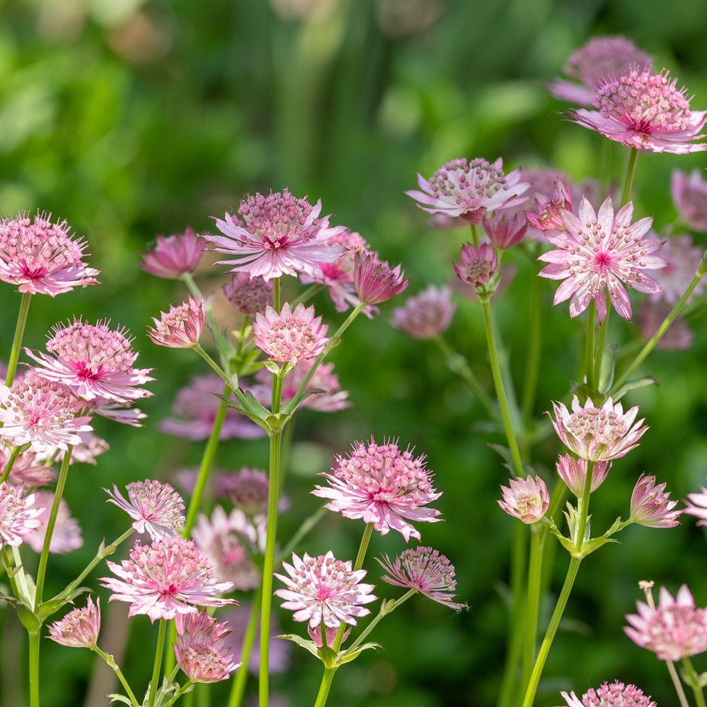 Astrantia major Roma