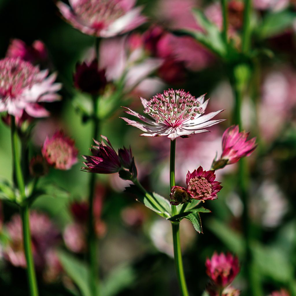 Astrantia major Roma