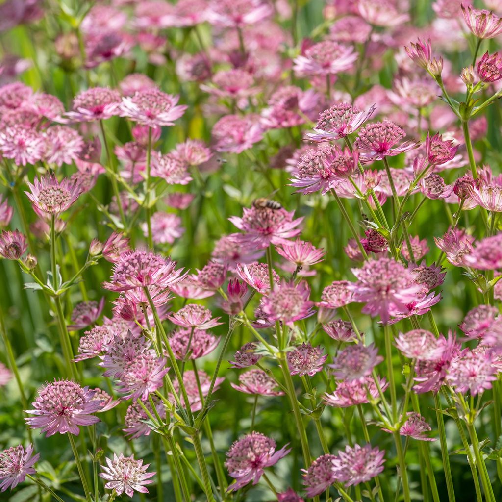 Astrantia major Roma