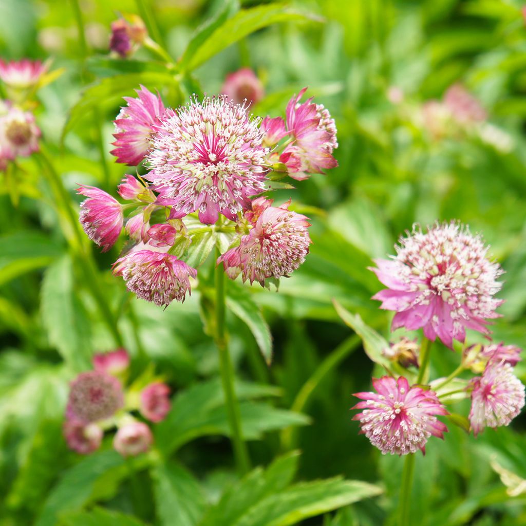 Astrantia major Ruby Cloud