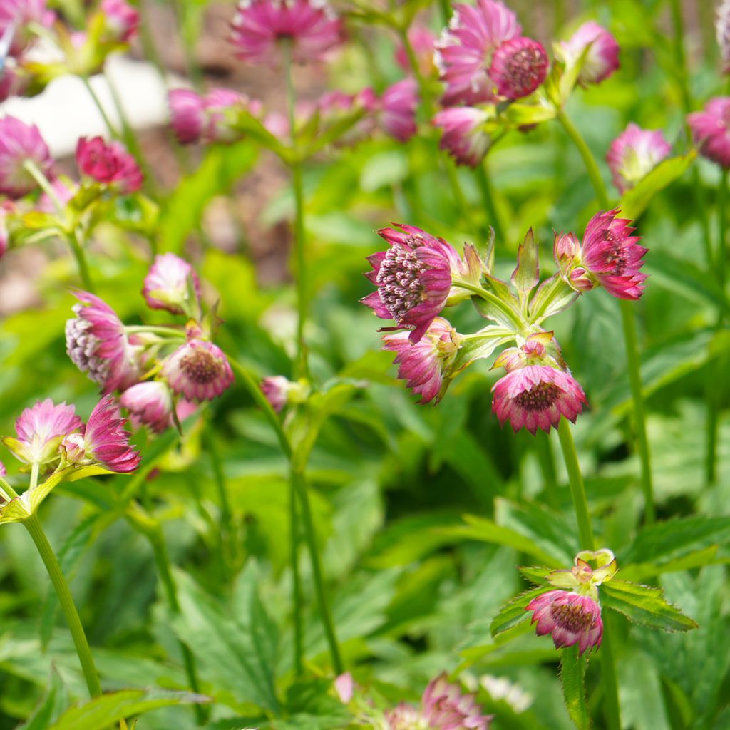 Astrantia major Ruby Cloud