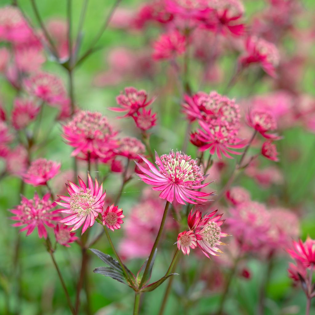 Astrantia major Ruby Star