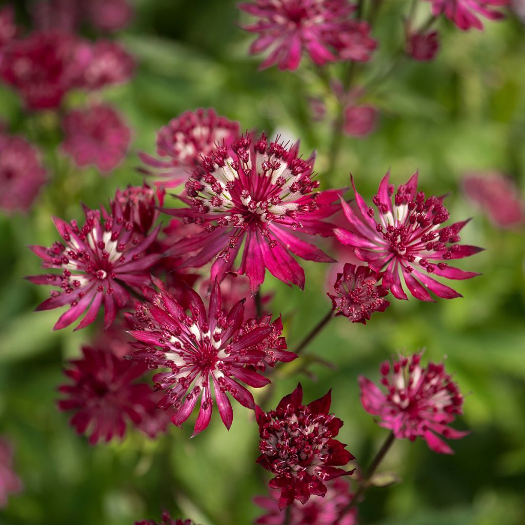 Astrantia major Ruby Wedding