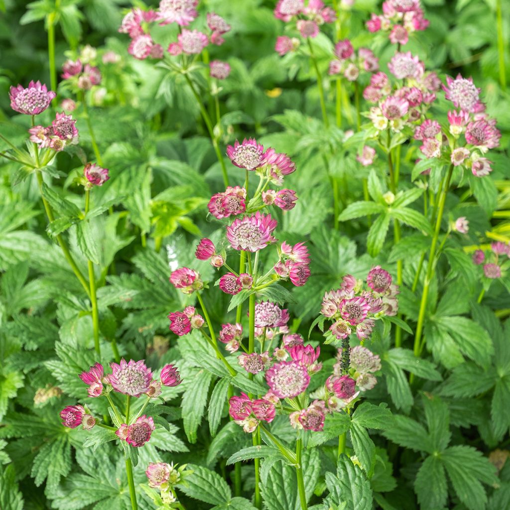 Astrantia major Ruby Wedding