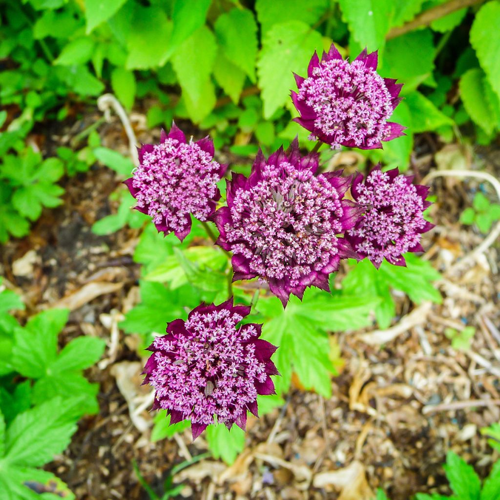 Astrantia major Ruby Wedding