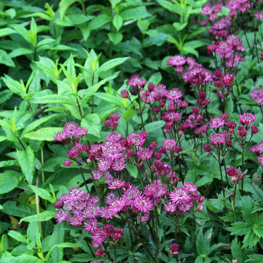 Astrantia major Ruby Wedding