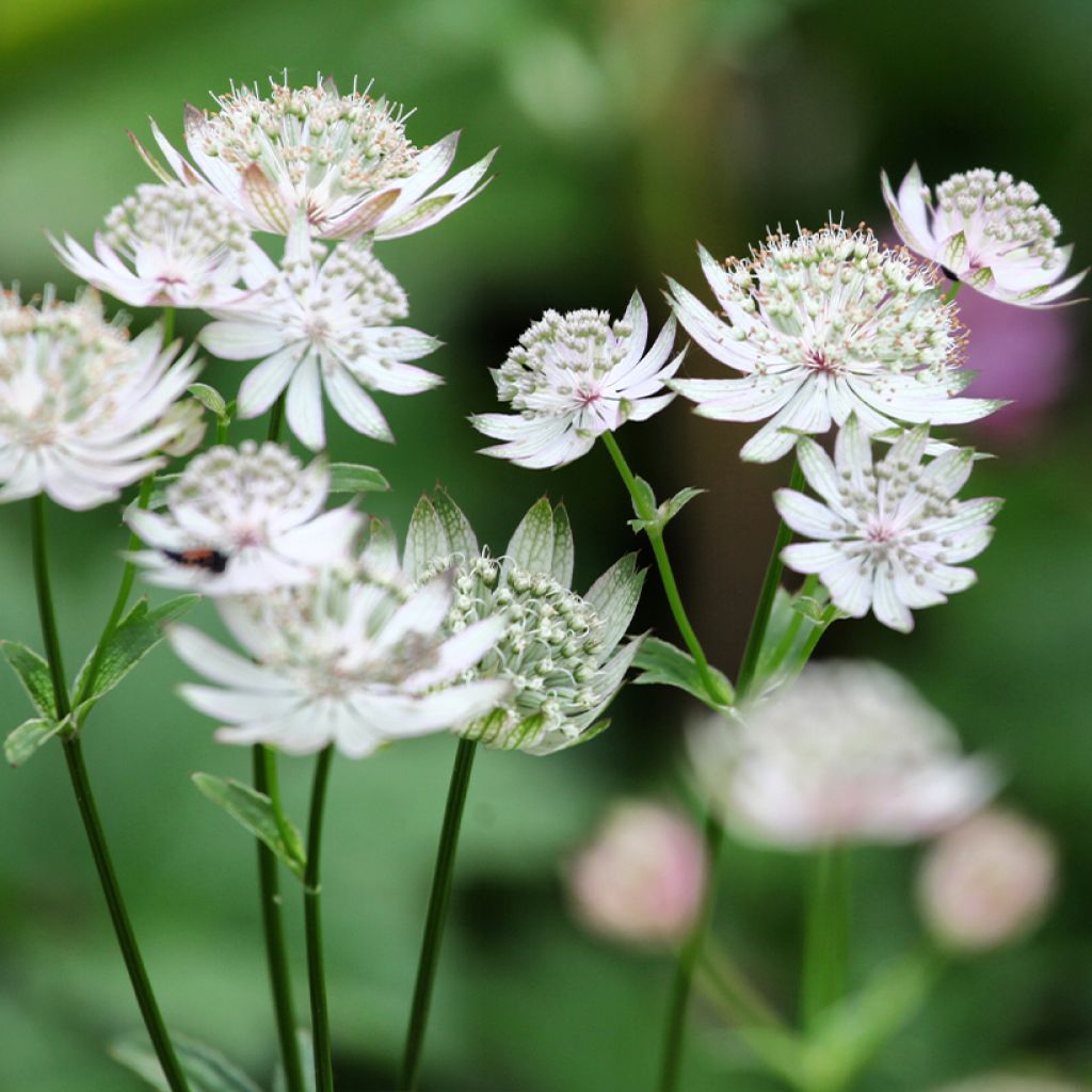 Astrantia major Shaggy