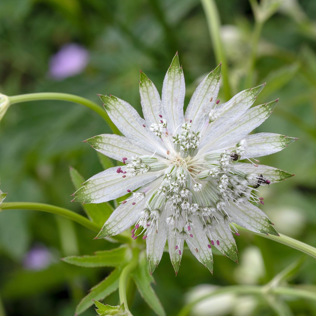 Astrantia major Shaggy