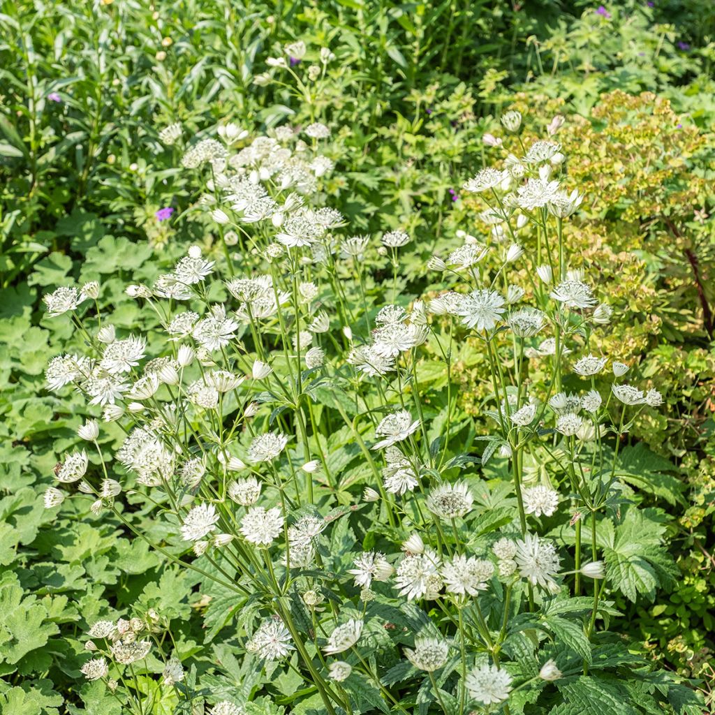 Astrantia major Shaggy