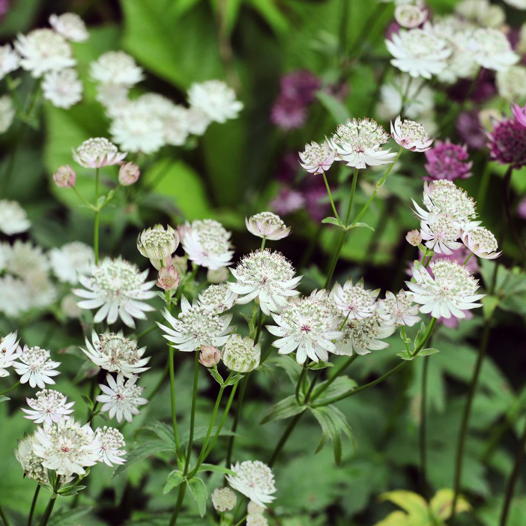 Astrantia major Shaggy