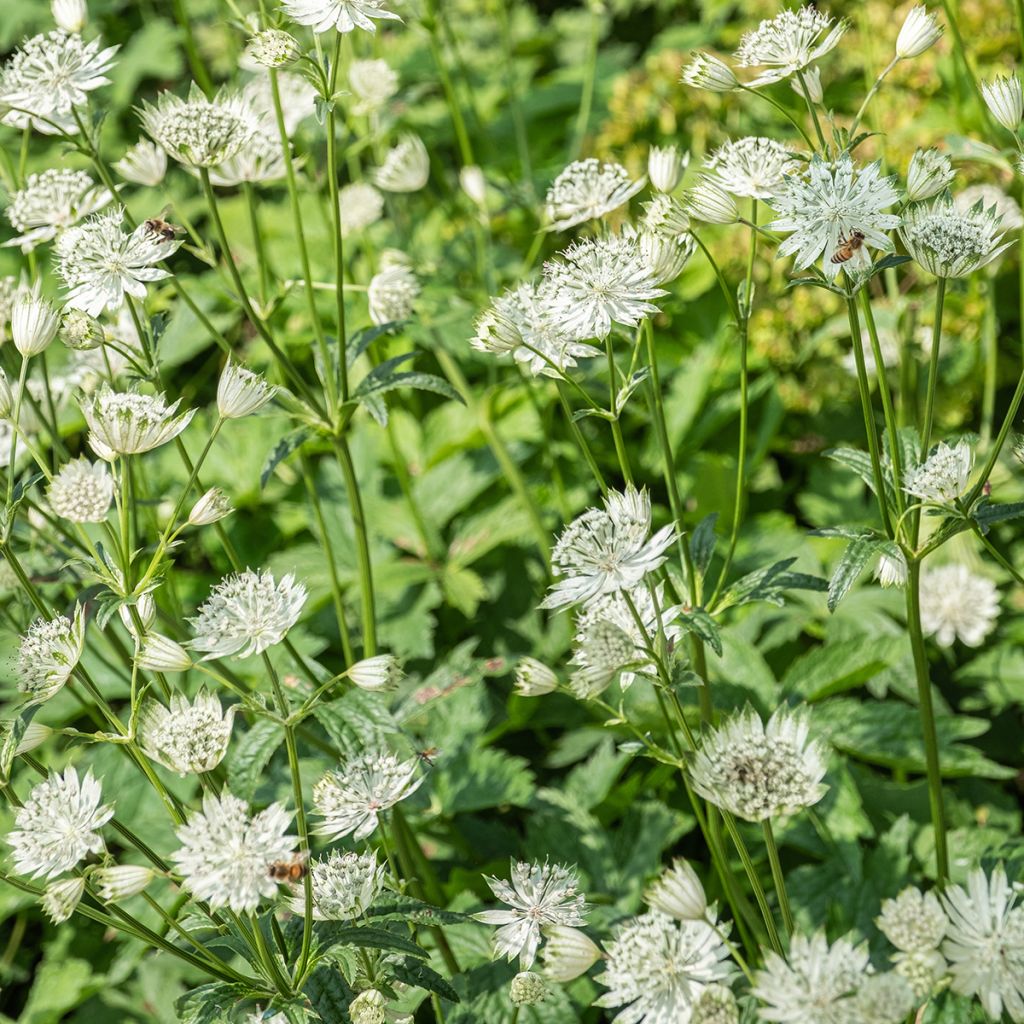 Astrantia major Shaggy