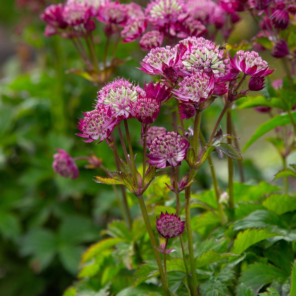 Astrantia major Star of Beauty