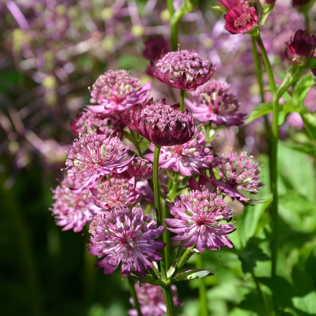 Astrantia major Star of Beauty