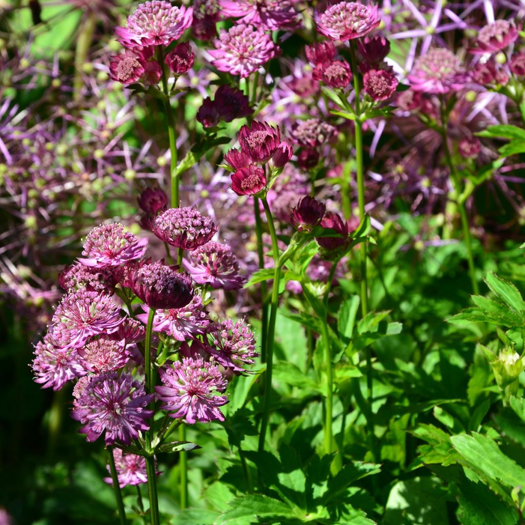 Astrantia major Star of Beauty