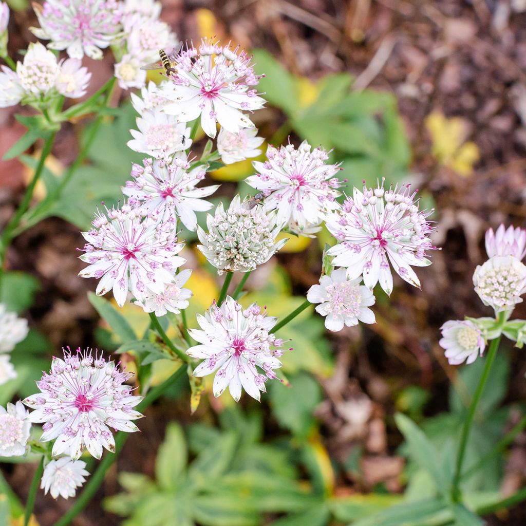 Astrantia major Sunningdale Variegated