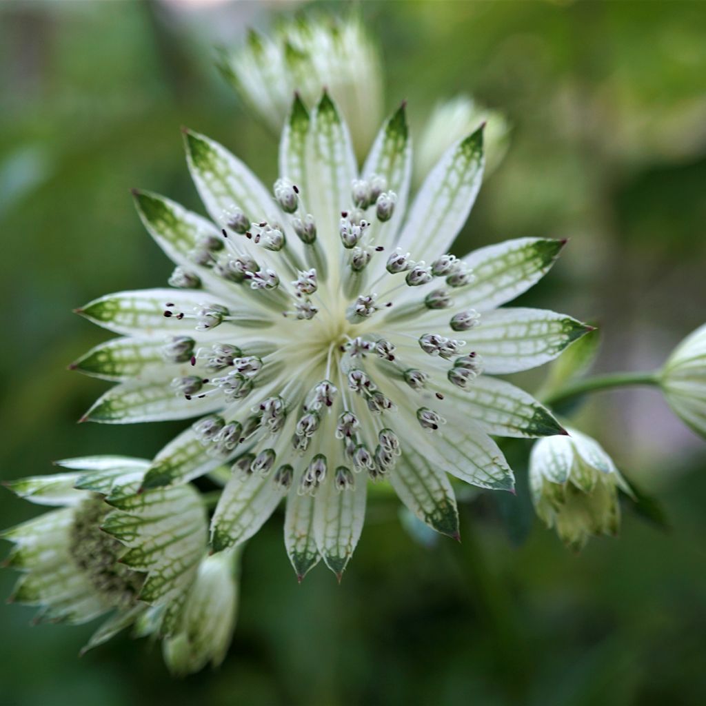 Astrantia major White Giant