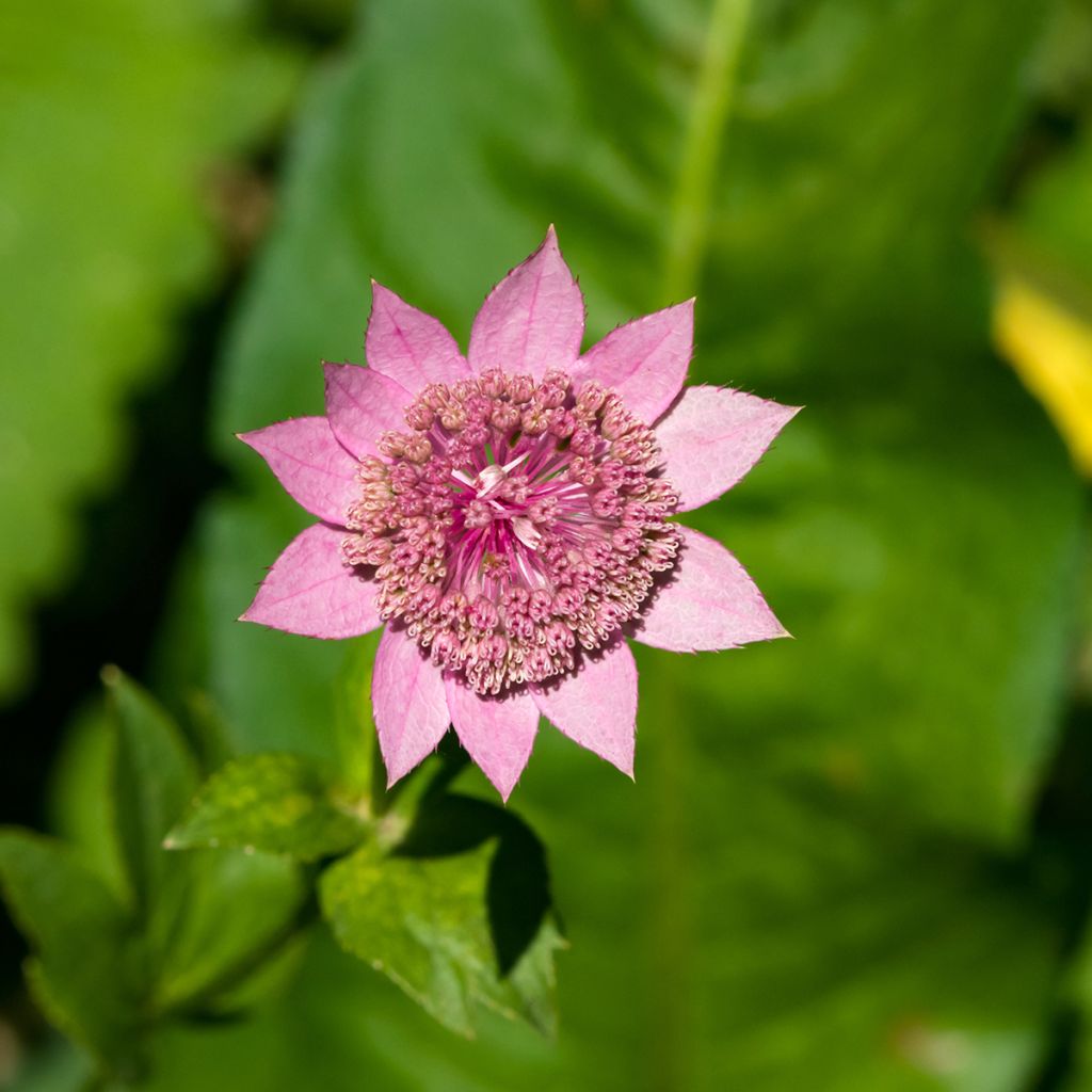 Astrantia maxima