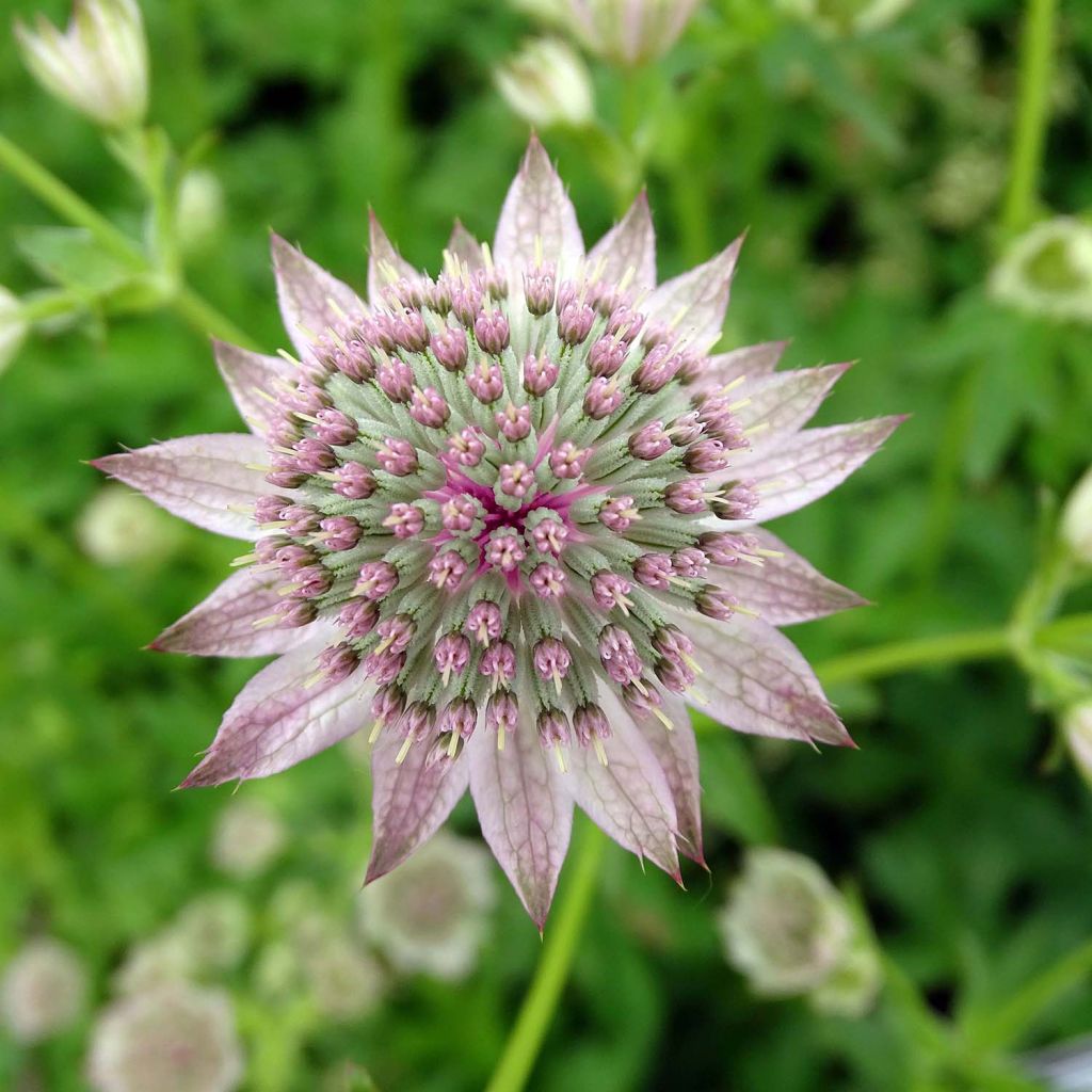 Astrance Florence - Astrantia major