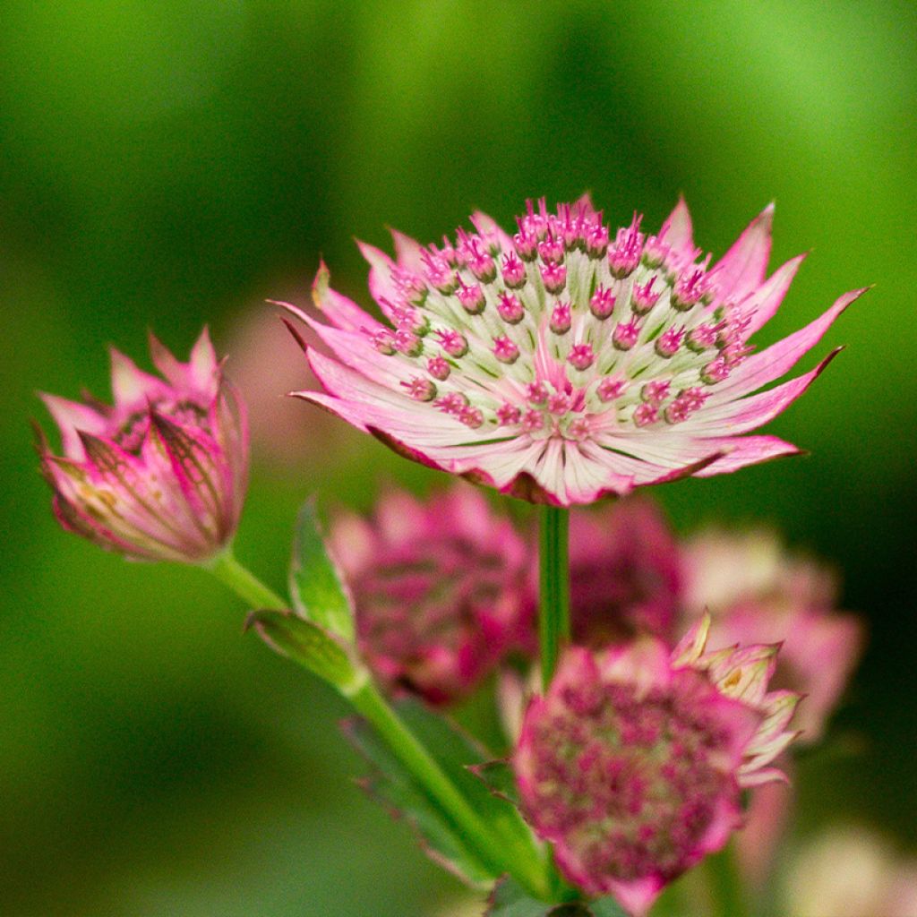 Astrantia major Venice