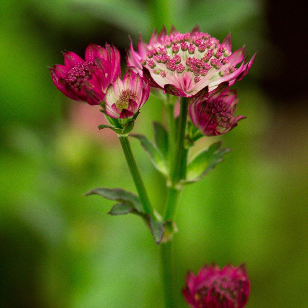 Astrantia major Venice