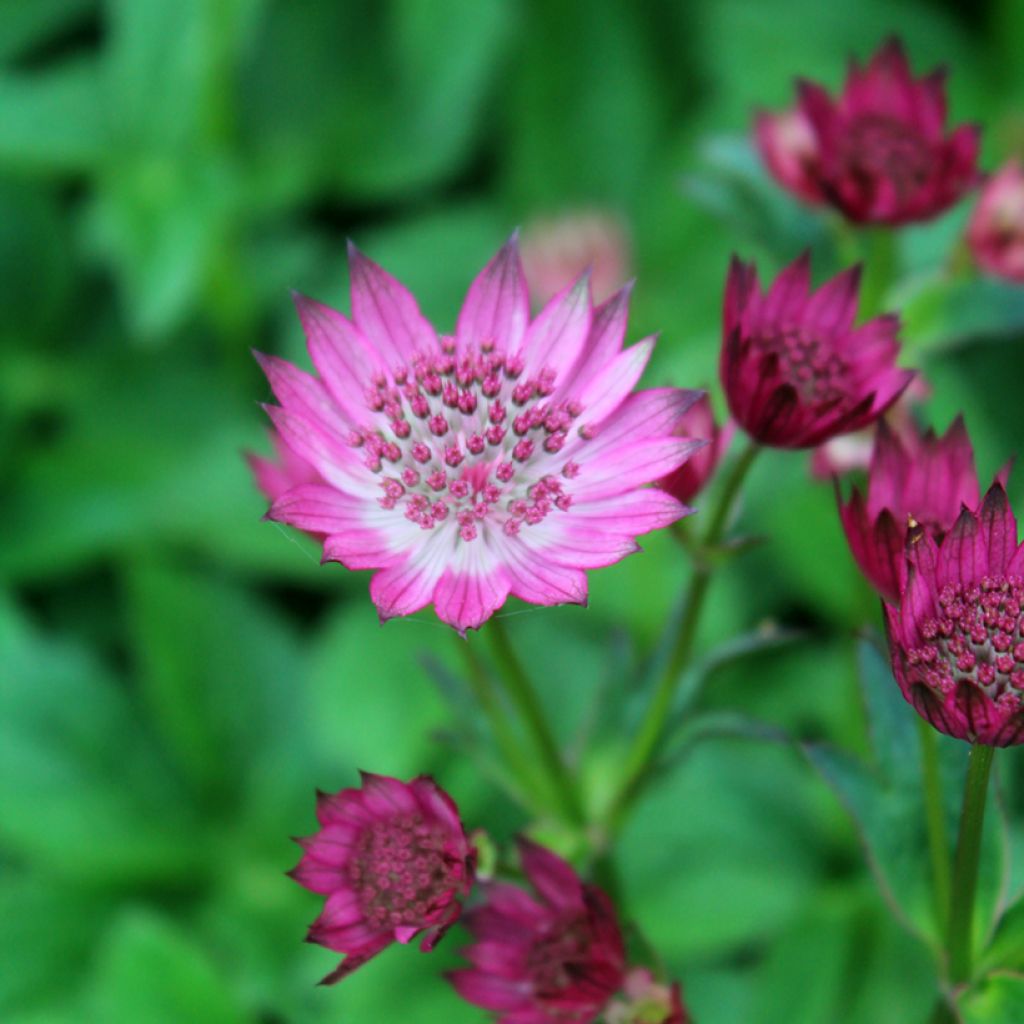 Astrantia major Venice