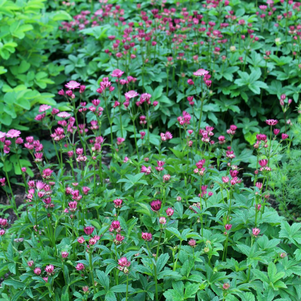 Astrantia major Venice