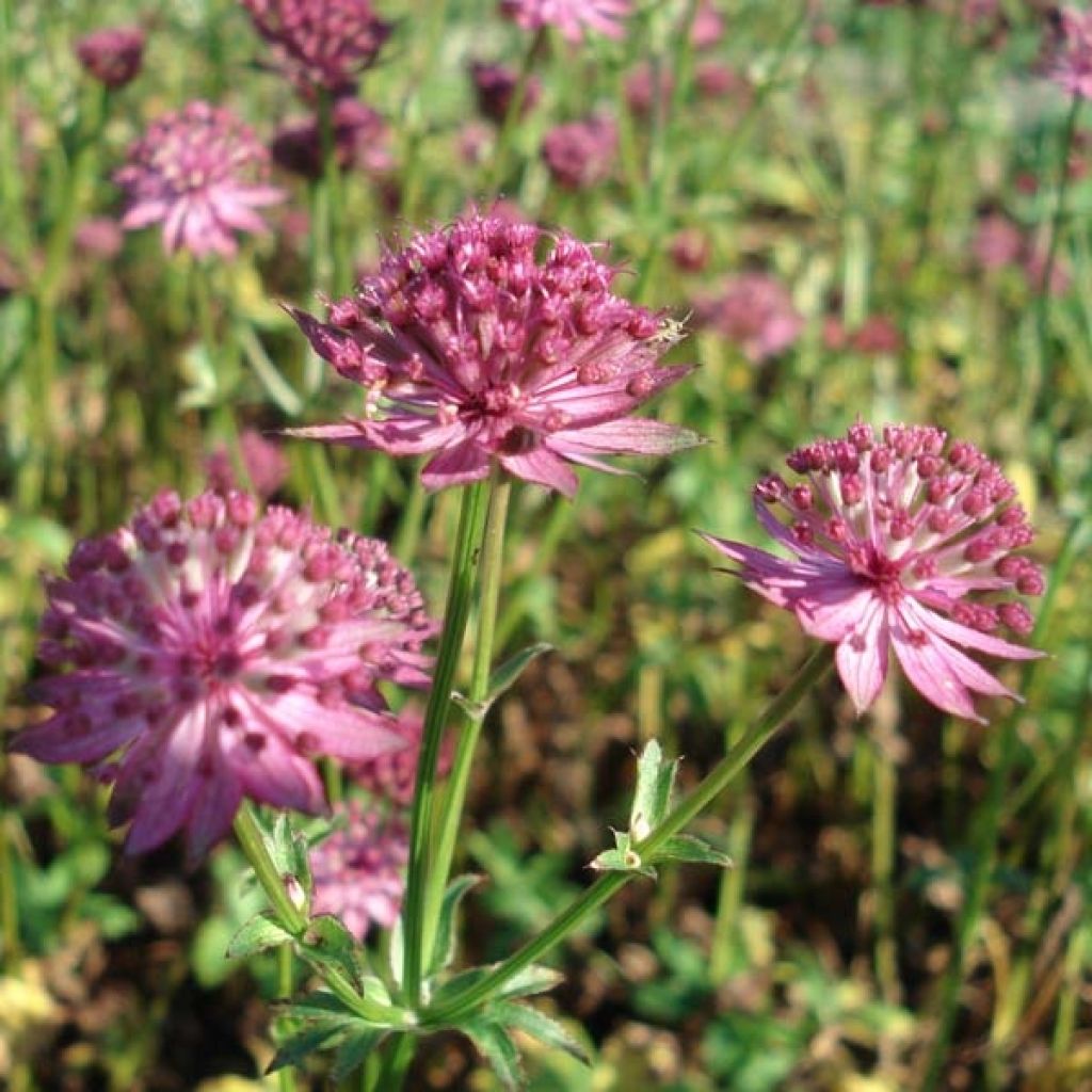 Astrantia major Venice