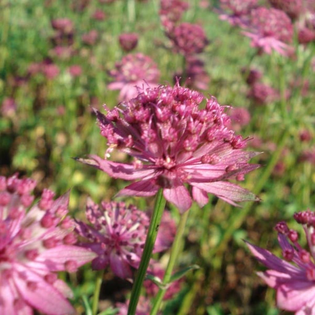 Astrantia major Venice